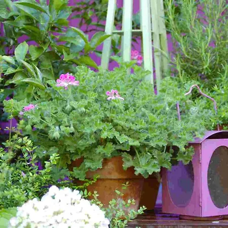 Nocleg ze śniadaniem Binot 4*